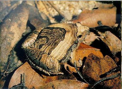 Marbled Pigmy Frog