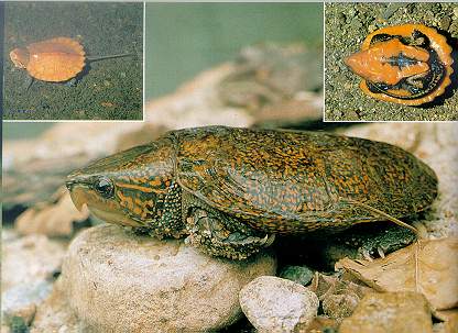 Big-headed Terrapin