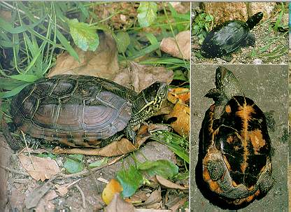 Reeves' Terrapin