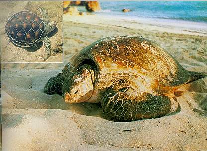 Green Turtle