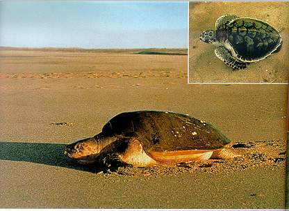 Pacific Ridley Turtle