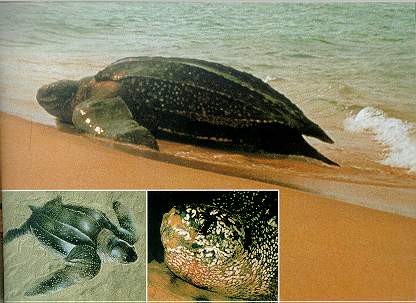 Leatherback Turtle