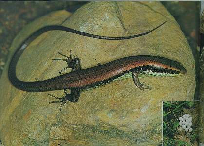 Long-tailed Skink