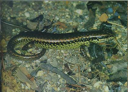 Brown Forest Skink