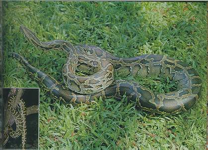 Burmese Python
