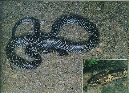 Common Wolf Snake