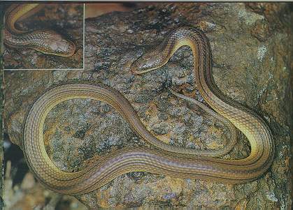 Striped Stream Snake