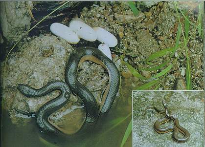 Bicoloured Stream Snake