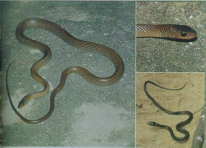Indo-Chinese Rat Snake