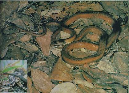 Chinese Mountain Snake