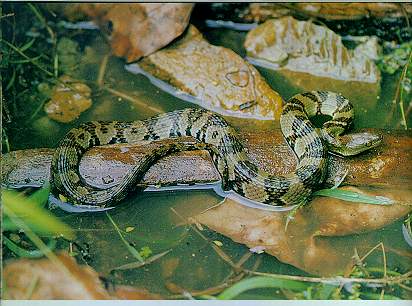 Diamond-back Water Snake