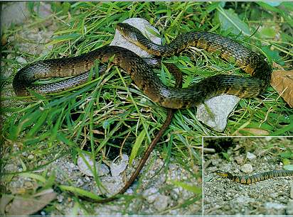 Mountain Water Snake