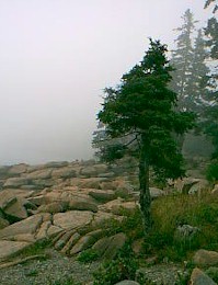Acadia
