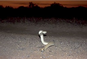 Rattlesnake near Gila Bend, Arizona
