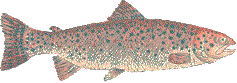 Rainbow Trout