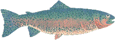 Rainbow Trout