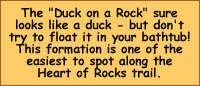 Duck on a Rock