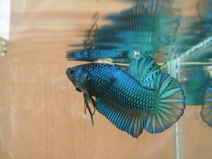 King Giant