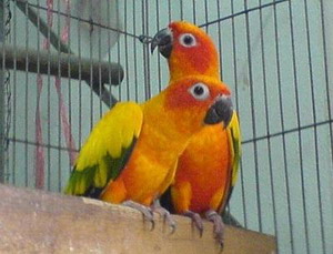Pet