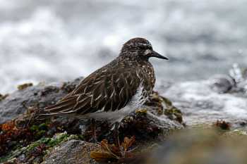 Black turnstone Arenaria melanocephala, Victoria, British Columbia 14.4.-04