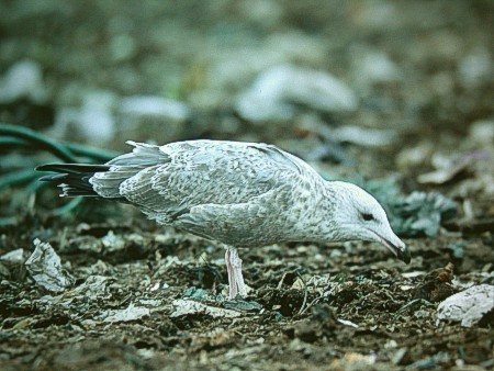 Amerikanharmaalokki (Larus smithsonianus), 1/2kv. Edmonton, Alberta 26.10.-03