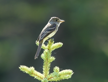 Willow flycatcher Empidonax traillii, Banff, Alberta 25.7.-04