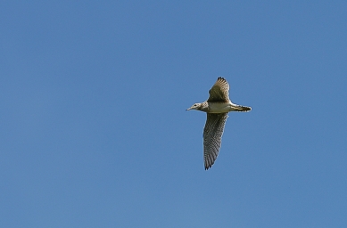Preeriakahlaaja Bartramia longicauda, Cypress Hills, Alberta 29.6.-04
