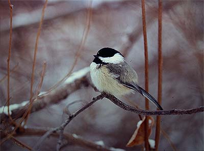Black-capped chickadee Poecile atricapilla (Boyle, Alberta 1.1.-04)