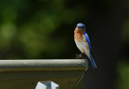 Eastern bluebird (Sialia sialis), Salem Lake, North Carolina, USA 20.5.-06