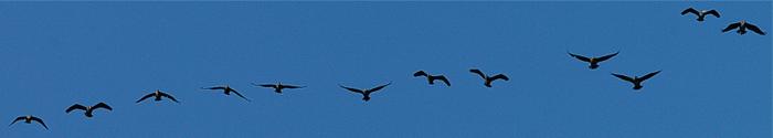 Merimetsoja Phalacrocorax carbo, Kirkkonummi, Kantvik, 13.4.-07