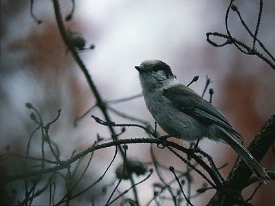 Gray jay Perisoreus canadensis (House River, Alberta 7.5.03)