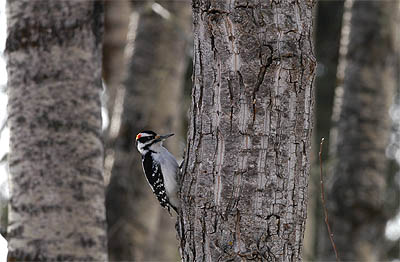 Hairy woodpecker (Picoides villosus), Boyle, Alberta 26.2.-05