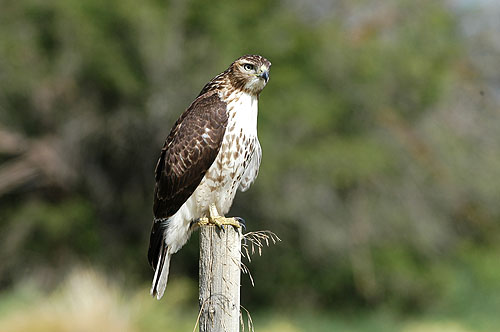 Red-tailed hawk Buteo jamaicensis, Beaverhill, Alberta 6.9.-04