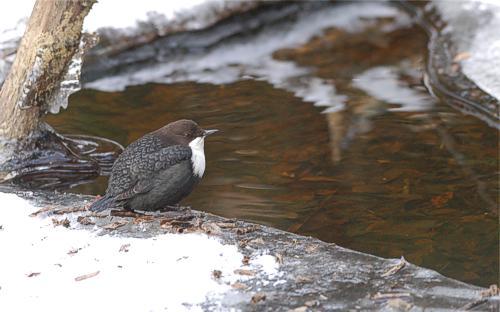 Koskikara (Cinclus cinclus), Espoo, Nuuksion Haukanjarvi 25.2.-07