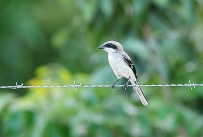 Loggerhead shrike Lanius ludovicianus, Homestead, Florida 21.8.-04