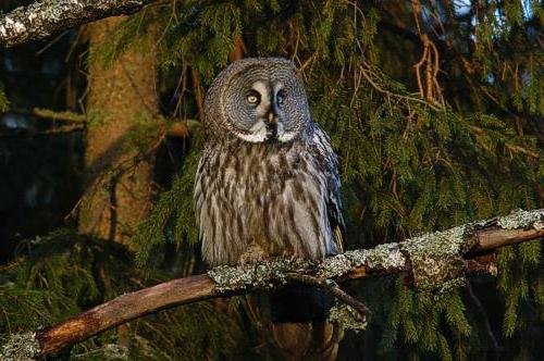 Lapinpollo (Strix nebulosa), Hyvinkaa, Ridasjarvi 3.1.-07