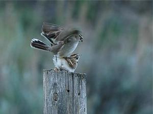 Lark sparrow Chondestes grammacus, Drumheller, AB 1.6.-06