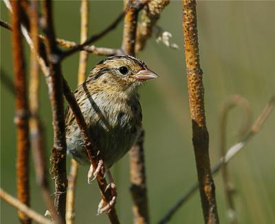 LeConte's sparrow (Ammodramus lecontei), Edmonton, AB 12.8.-06