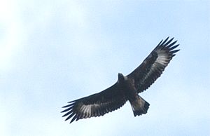 Maakotka (Aquila chrysaetos), 1kv. Kirkkonummi, Friggesby 6.10.-07