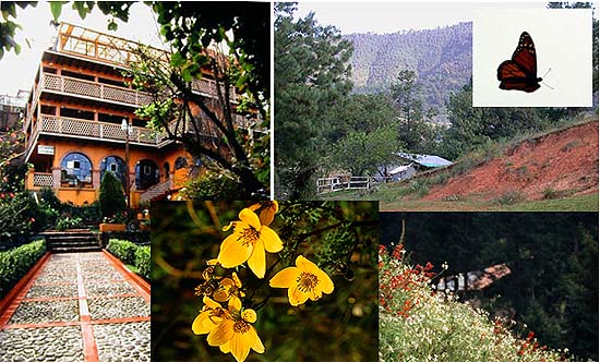 Angangueo/El Rosario, Mexico (hotellimme, 14 maailmanpisteen nyttm, kasvillisuutta ja monarkki) 1.11.-03