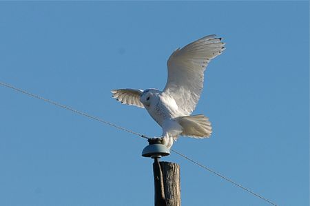 Tunturipollo Bubo scandiacus, Morinville AB 28.11.2005