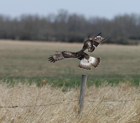 Piekana Buteo lagopus, Tofield AB 29.4.-06