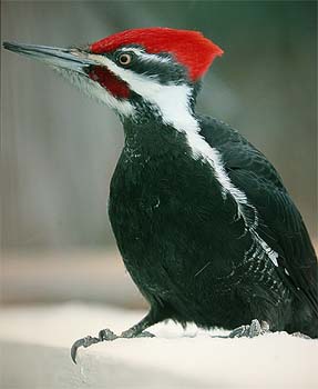 Pileated woodpecker Dryocopus pileatus (k; Seba Beach, Alberta 12.3.03)