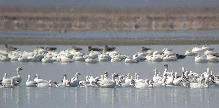 Lumi- ja rossinhanhia Anser caerulescens ja A. rossii (Beaverhill, Alberta 30.4.03)