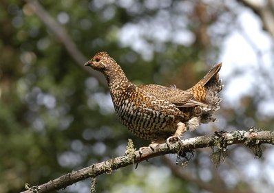 Spruce grouse Dendragapus canadensis, juv male; House river, Alberta 13.7.2005
