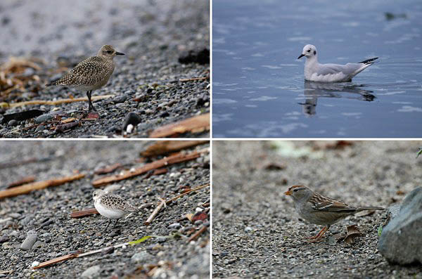 Tundrakurmitsa Pluvialis squatarola, kuusilokki Larus philadelphia, pulmussirri Calidris alba & juovapsirkku Zonotrichia leucophrys, Victoria, BC, syyskuu 2004