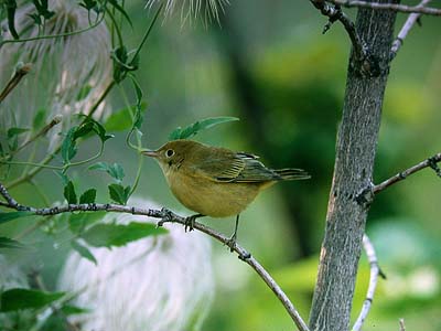 Yellow warbler Dendroica petechia juv (Alberta, Drumheller 2.8.03)
