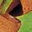 Autmn foliage