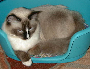 Alice