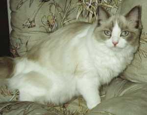 Angelina, photo by K. Karjalainen